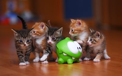 katter, kattungar, leksaker