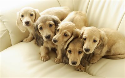 sofa, puppies