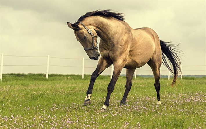 Pferde desktop-hintergrundbilder kostenlos Hintergrundbilder Bilder,