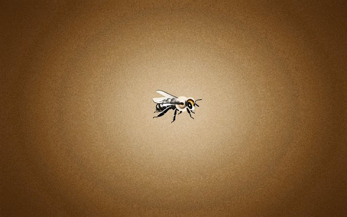 fly, insect, minimalism
