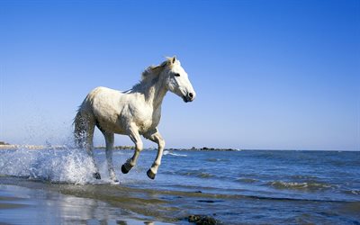 white horse, gallop, coast