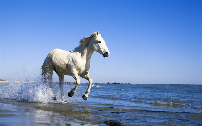 valkoinen hevonen, laukka, rannikko