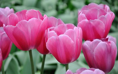 tulipany, botões, tulipas, macro