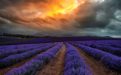 field, lavender, clouds, tasmania, sunset, australia
