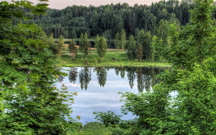 the lake, forest, park, estonia
