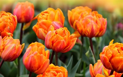 tulipas laranja, macro, botões