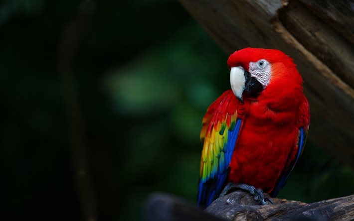 parrot, branch