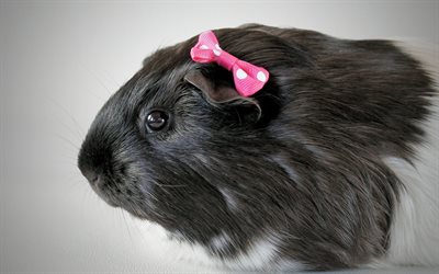 guinea pigs, guinea pig, black, muzzle