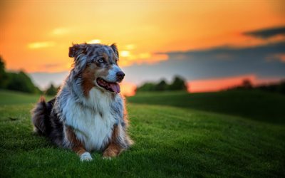 pastore australiano, un cane, un tramonto