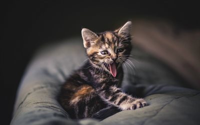 kitten, pillows