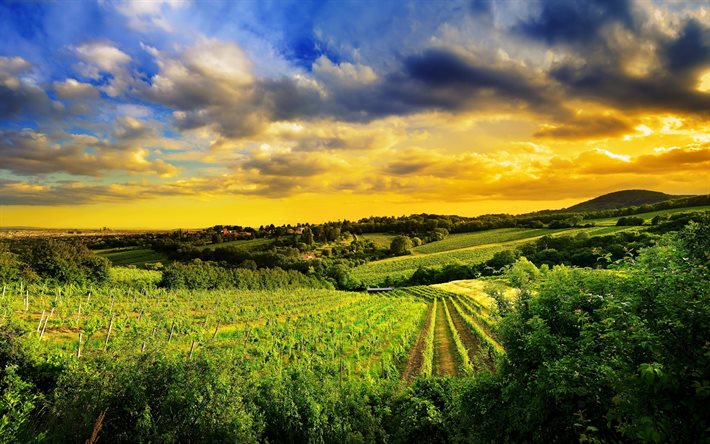 vingårdarna, kahlenberg, backarna, österrike, solnedgången