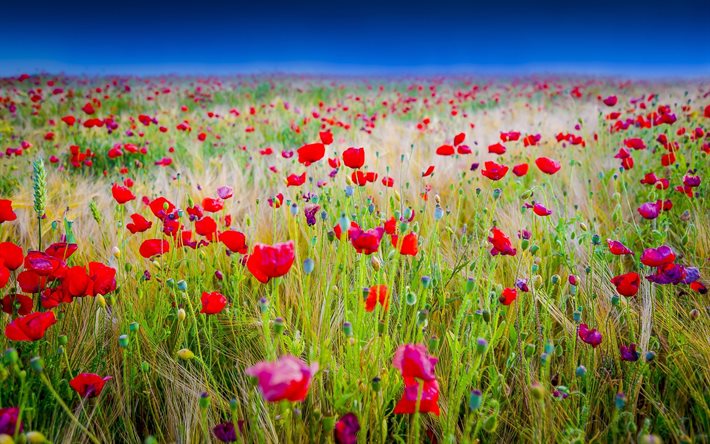 poppy field, grass, summer