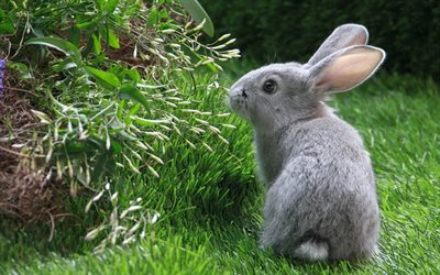 grey rabbit, grass, ears