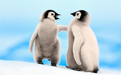 les pingouins, de la neige
