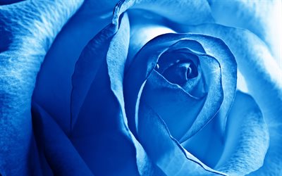 bud, blue rose, macro