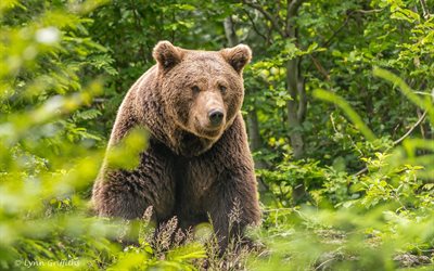 여름, brown bear, 숲, predator