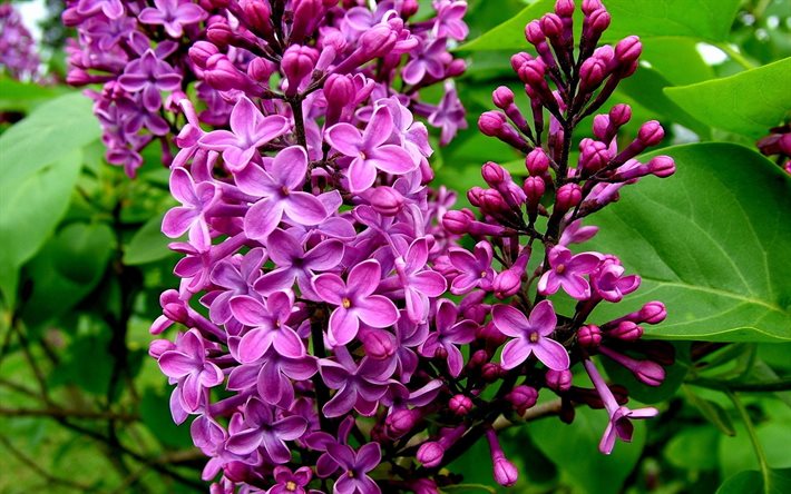 lilac, flowering, bush