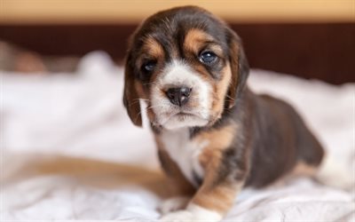 beagle, chiot, chien, levrette