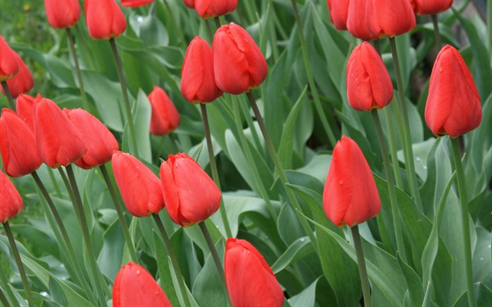 field, red tulips, flowers