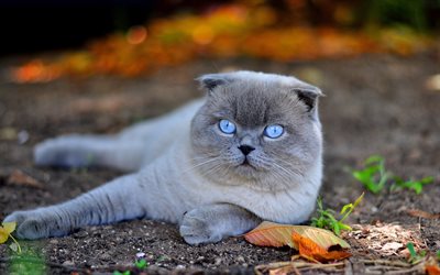 katter, skotsk veck, blå ögon, grå