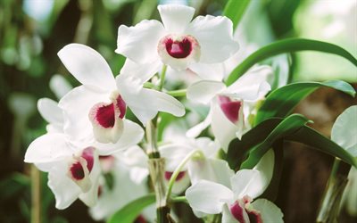 flowers, white orchids, twig