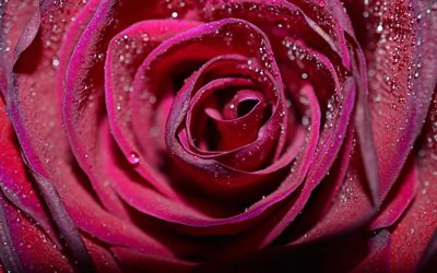 rosa, germoglio, macro, petali