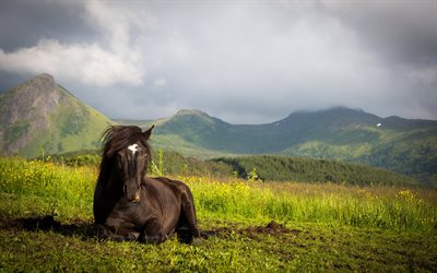 prado, montañas, caballo negro, caballo, caballos