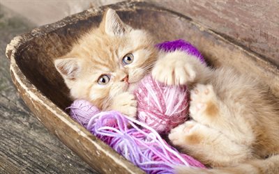 basket, ginger kitten, a ball of yarn