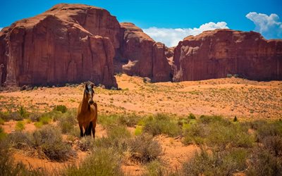 desert, rock, horse, monument valley, usa, arizona