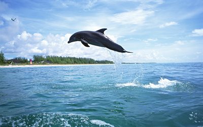 delfin, hoppa, hav