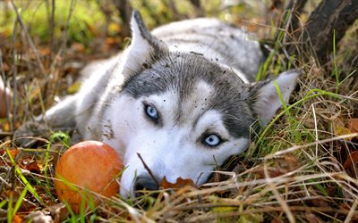 olhos azuis, husky, husky siberiano, cachorros, maçã