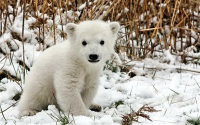 l'ours polaire, l'ours