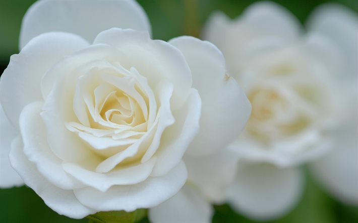 makro, knospen, weiße rosen
