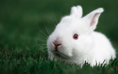 el conejo, grass, coño