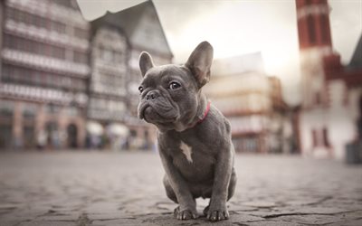 grey, french bulldog, dogs, street, puppy