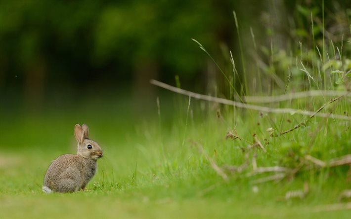 lawn, rabbit, blur
