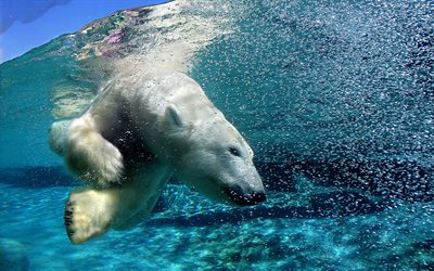 björnar, under vatten, isbjörn