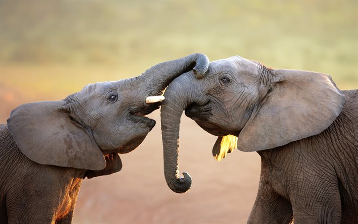 les éléphants, les embrasser