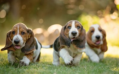 basset hound, puppies, running, dogs