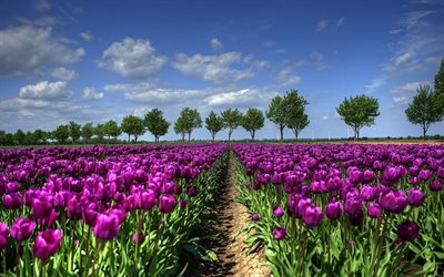 les tulipes, été, du champ, de la hollande