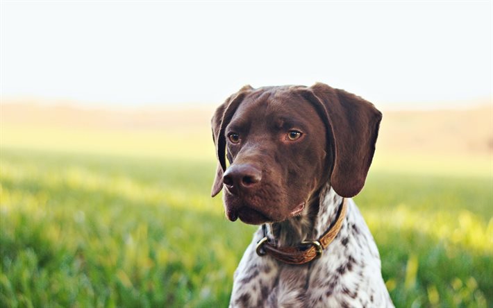 dog, dogs, french pointer