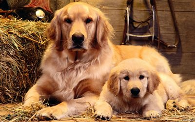 golden retriever, cani golden retriever cucciolo