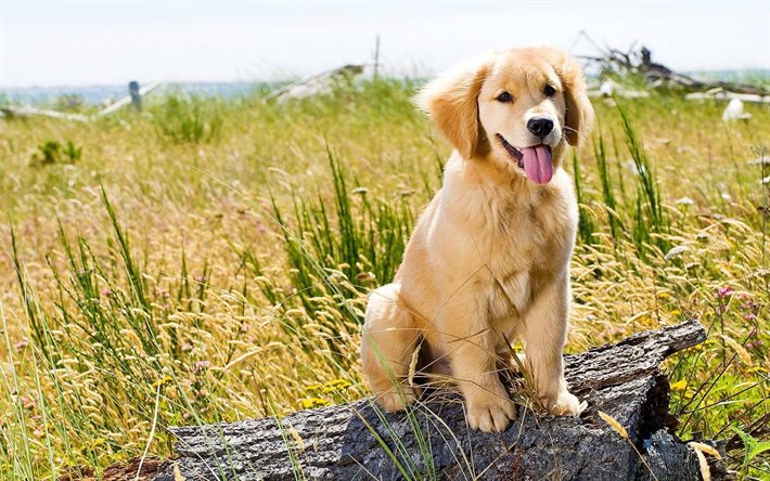 Download Wallpapers Golden Retriever Puppies Dogs For Desktop Free Pictures For Desktop Free