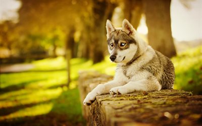 husky, los perros, los ojos azules, parque, perrito