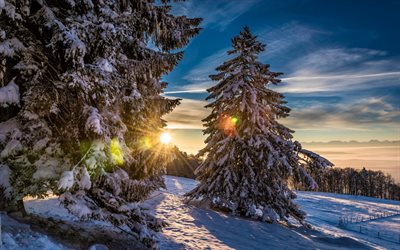 grenchenberg, hiver, arbre, coucher de soleil, forest, switzerland