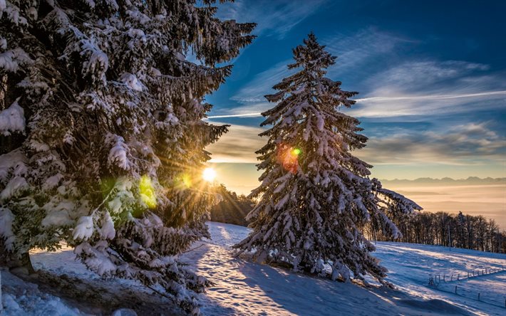 grenchenberg, kış, ağaç, Gün batımı, orman, İsviçre
