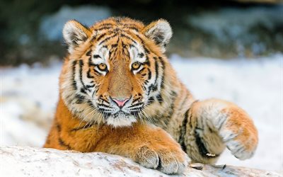 en invierno, el tigre, el de la nieve