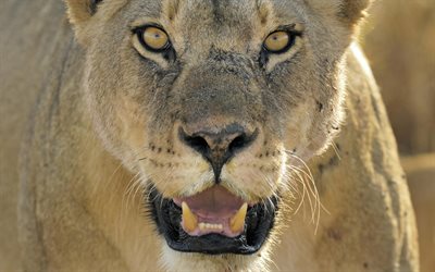 animals, the lioness, predators