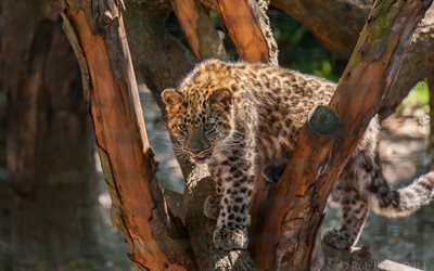 el gato salvaje, el árbol, el leopardo