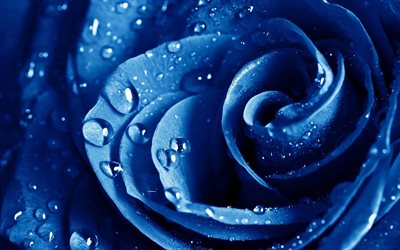 blue rose, macro, dew drops, bud
